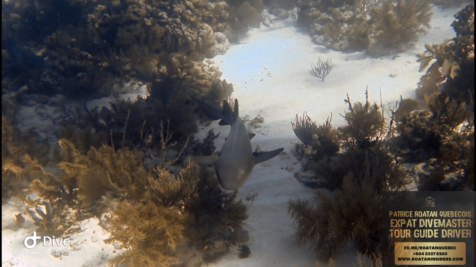 Un requin nourrice glisse au-dessus du fond de sable clair, entre les gorgones du récif de Pigeon Cay, à Roatán